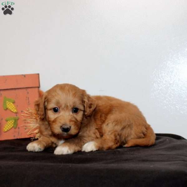 Pearl, Mini Goldendoodle Puppy